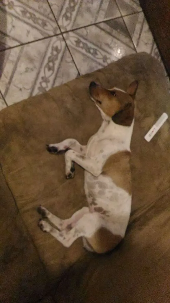 Cachorro ra a SRD-ViraLata idade 3 anos nome Chery