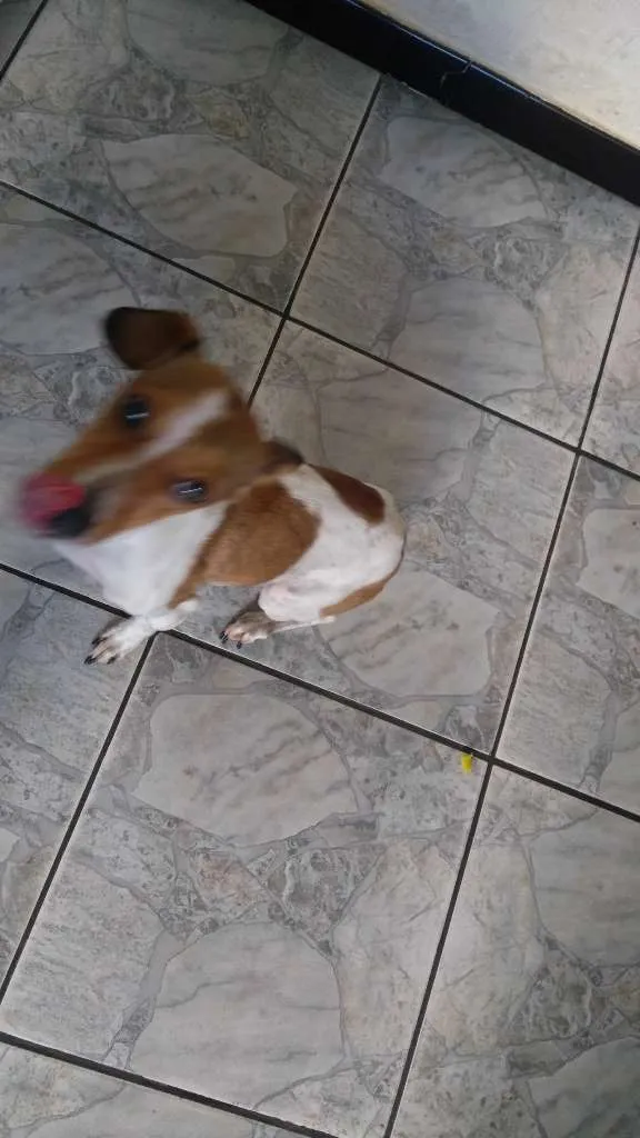 Cachorro ra a SRD-ViraLata idade 3 anos nome Chery