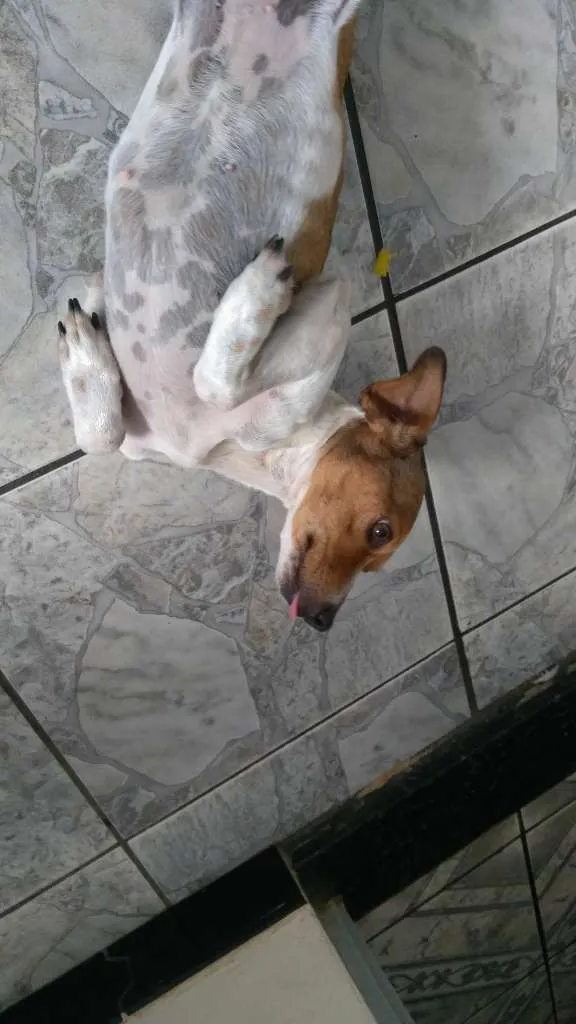 Cachorro ra a SRD-ViraLata idade 3 anos nome Chery