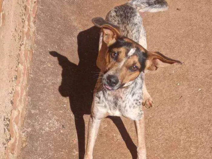 Cachorro ra a Mestiça com blue heeler  idade 1 ano nome Lucy
