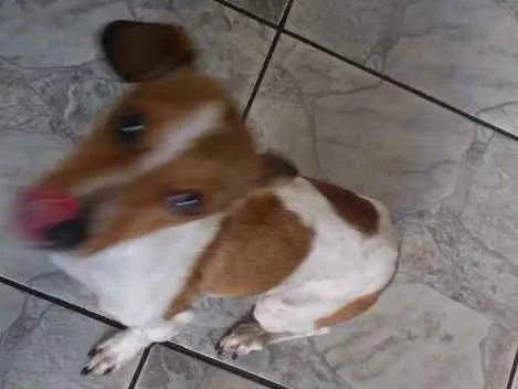 Cachorro ra a SRD-ViraLata idade 3 anos nome Chery