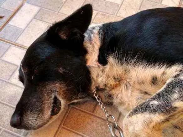 Cachorro ra a Border collie mestiço idade 6 ou mais anos nome Duff