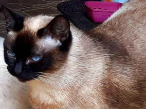 Gato raça Siamês idade 6 ou mais anos nome Chaninha