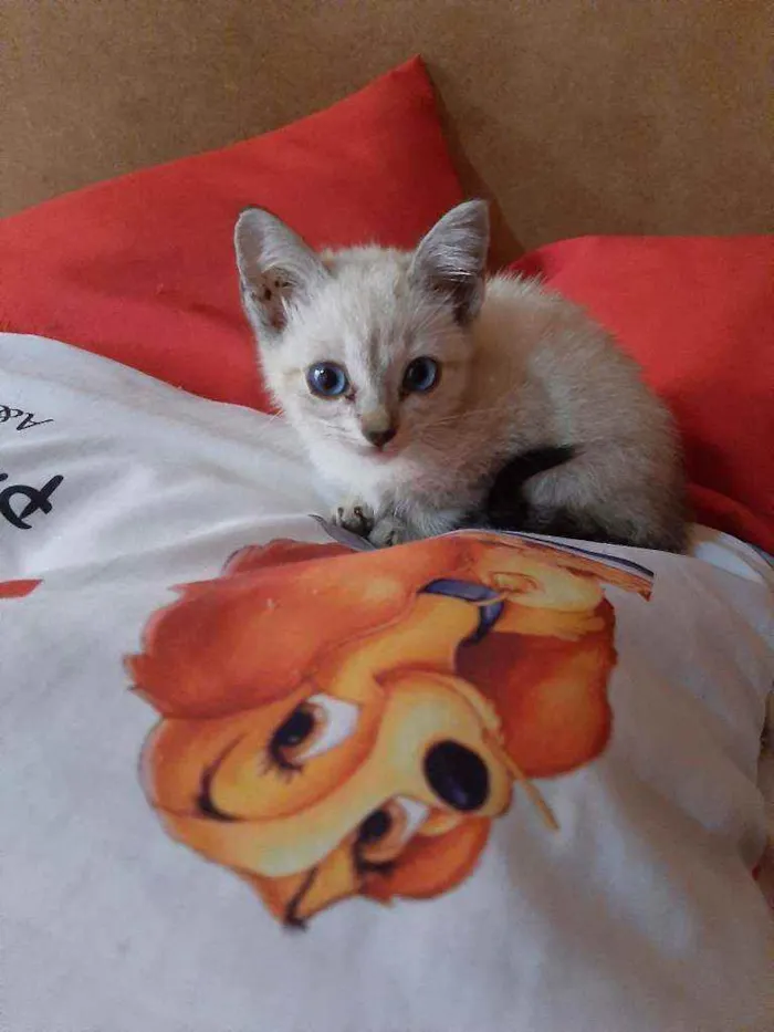 Gato ra a Sem raça  idade 2 a 6 meses nome Laila