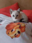 Laila
