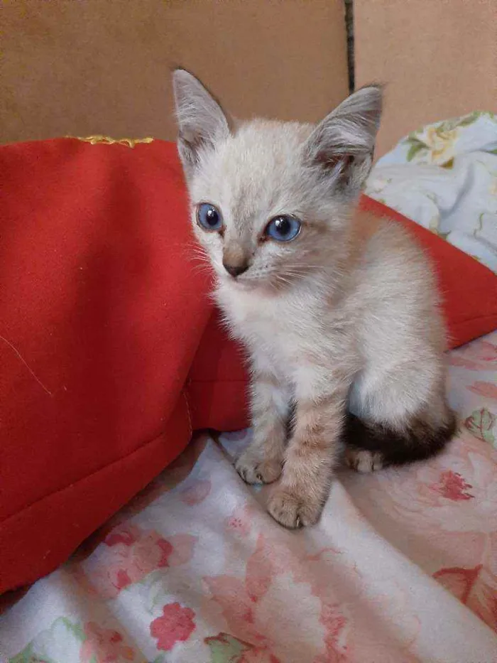 Gato ra a Sem raça  idade 2 a 6 meses nome Laila