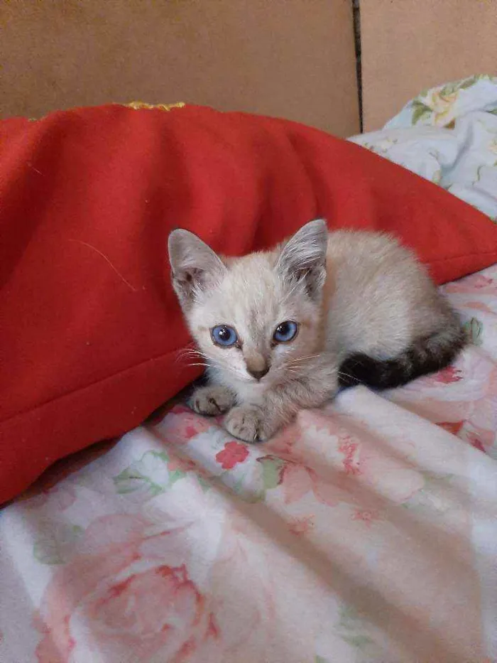 Gato ra a Sem raça  idade 2 a 6 meses nome Laila