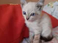 Laila