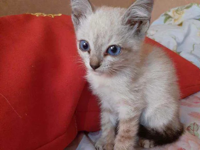 Gato ra a Sem raça  idade 2 a 6 meses nome Laila