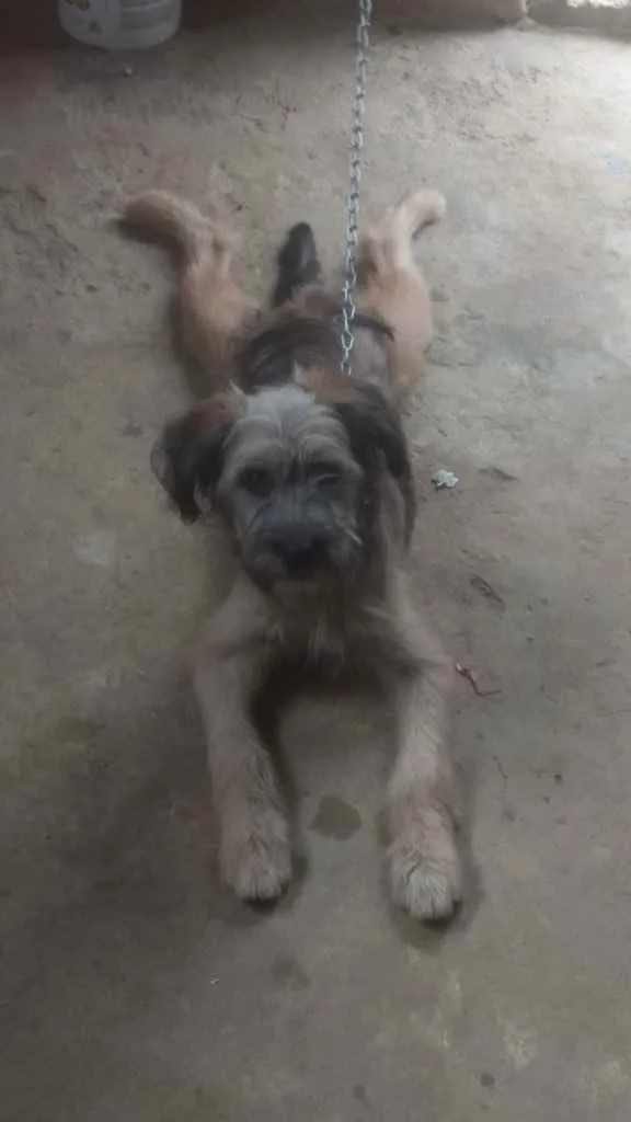 Cachorro raça Vira lata idade 2 a 6 meses nome Lara