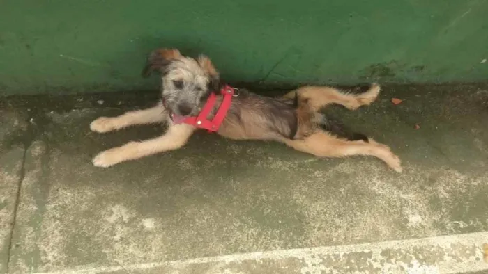 Cachorro raça Vira lata idade 2 a 6 meses nome Lara