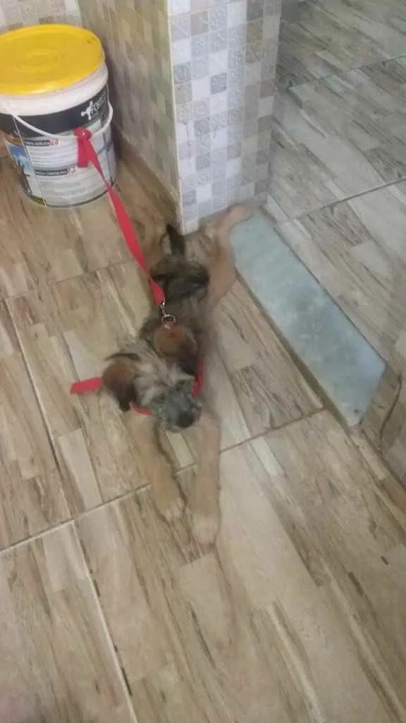 Cachorro raça Vira lata idade 2 a 6 meses nome Lara