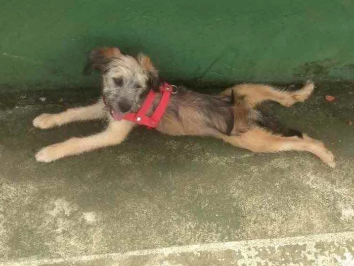 Cachorro raça Vira lata idade 2 a 6 meses nome Lara