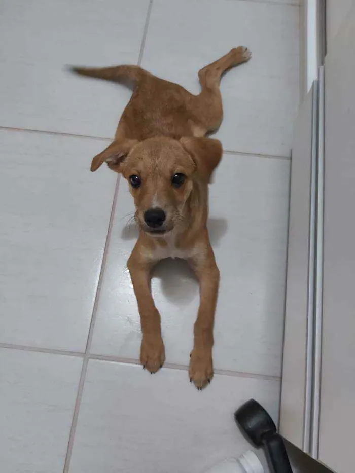 Cachorro raça srd- vira-lata idade 2 a 6 meses nome Kira