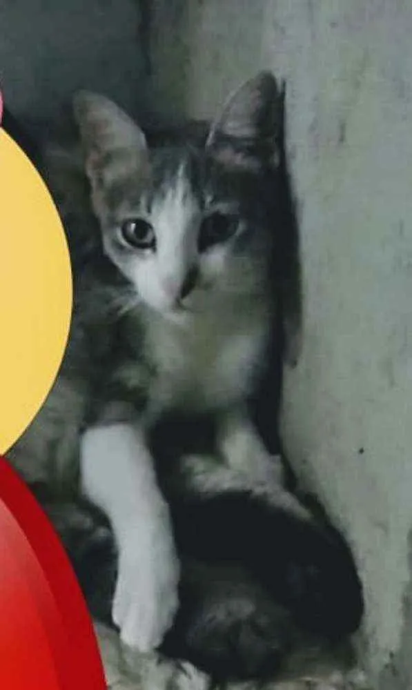 Gato ra a Nenhuma idade 7 a 11 meses nome Maga