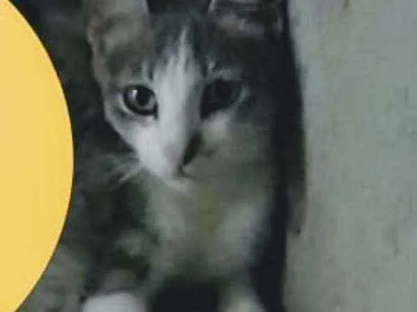 Gato ra a Nenhuma idade 7 a 11 meses nome Maga