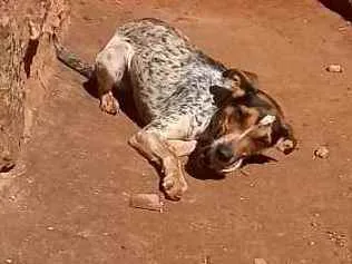 Cachorro ra a Mestiça com blue heeler  idade 1 ano nome Lucy