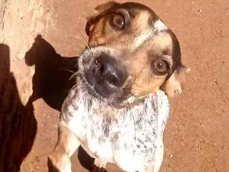 Cachorro ra a Mestiça com blue heeler  idade 1 ano nome Lucy