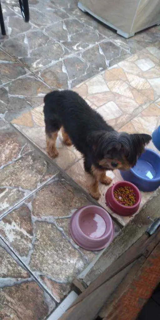 Cachorro ra a Yorkshire idade 6 ou mais anos nome Aisha
