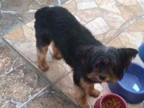 Cachorro ra a Yorkshire idade 6 ou mais anos nome Aisha