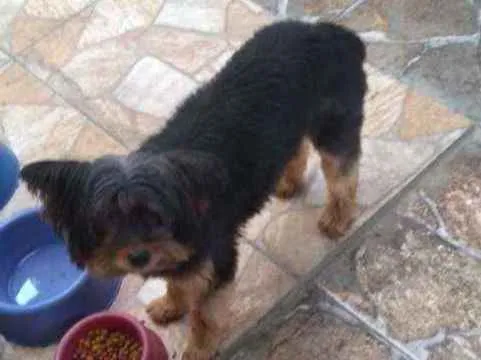 Cachorro ra a Yorkshire idade 6 ou mais anos nome Aisha