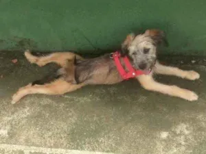 Cachorro raça Vira lata idade 2 a 6 meses nome Lara