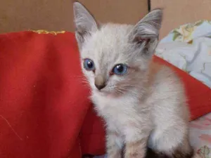 Gato raça Sem raça  idade 2 a 6 meses nome Laila