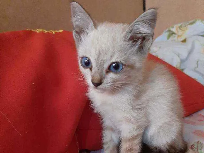 Gato ra a Sem raça  idade 2 a 6 meses nome Laila