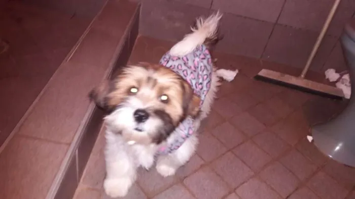 Cachorro raça Shitzu idade 2 a 6 meses nome Sem nome