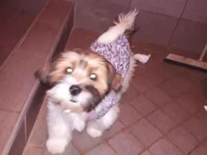 Cachorro raça Shitzu idade 2 a 6 meses nome Sem nome