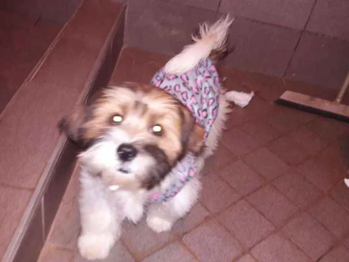 Cachorro raça Shitzu idade 2 a 6 meses nome Sem nome