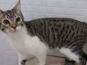 Gato raça Srd idade 7 a 11 meses nome Ana clara