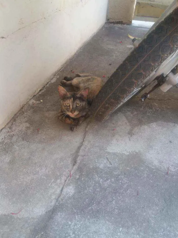 Gato raça  idade 7 a 11 meses nome Isis 