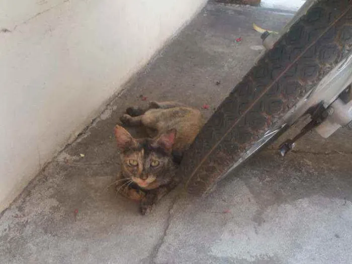 Gato raça  idade 7 a 11 meses nome Isis 