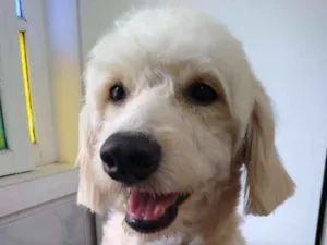Cachorro raça srd idade 7 a 11 meses nome Paschal