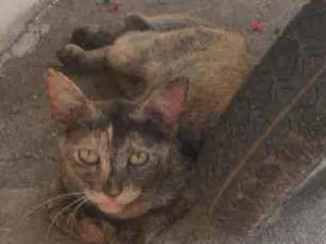 Gato raça  idade 7 a 11 meses nome Isis 