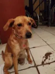 Belinha