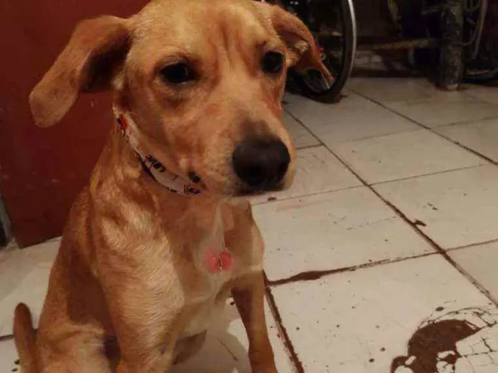 Cachorro ra a SRD idade 1 ano nome Belinha