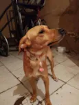 Belinha