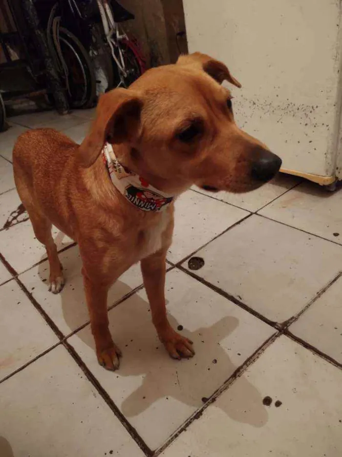 Cachorro ra a SRD idade 1 ano nome Belinha