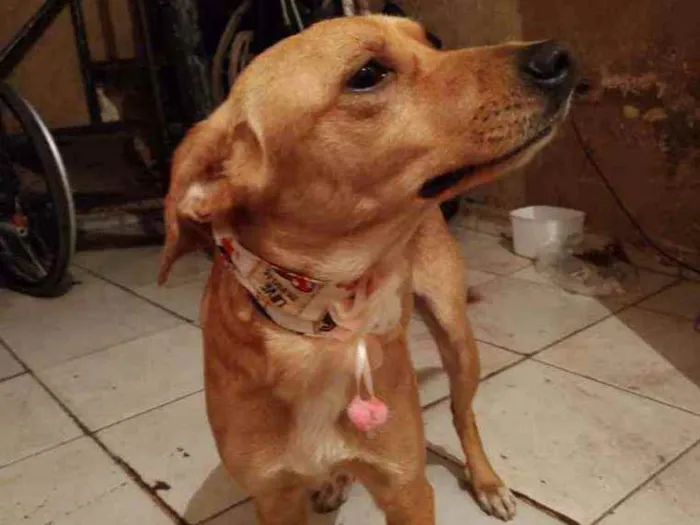 Cachorro ra a SRD idade 1 ano nome Belinha