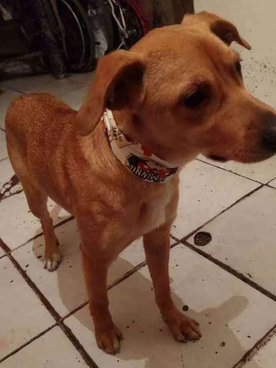 Cachorro ra a SRD idade 1 ano nome Belinha