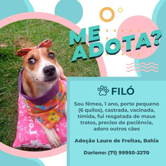 Cachorro raça Vira lata idade 1 ano nome Filó