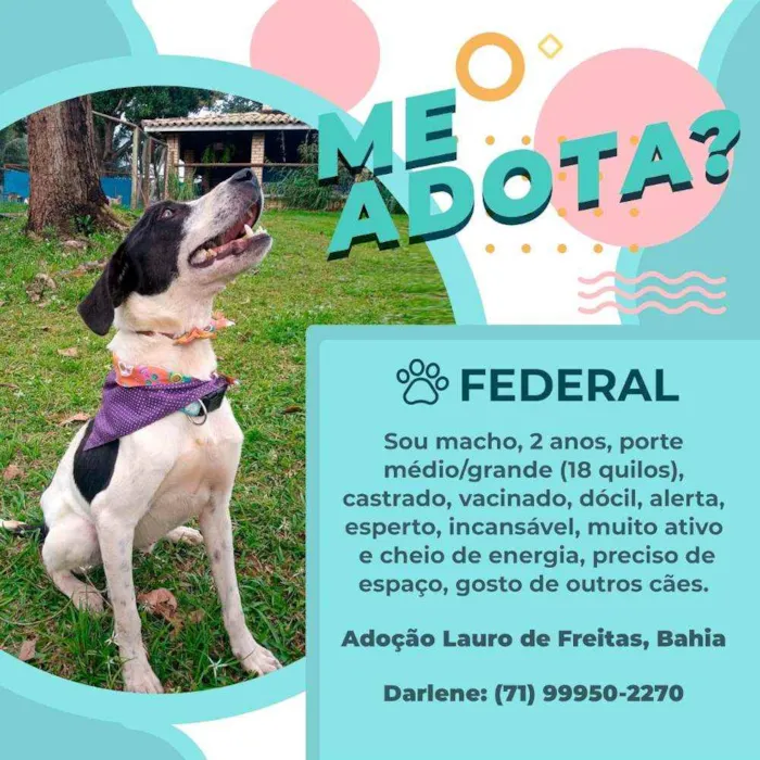 Cachorro raça Vira lata idade 2 anos nome Federal