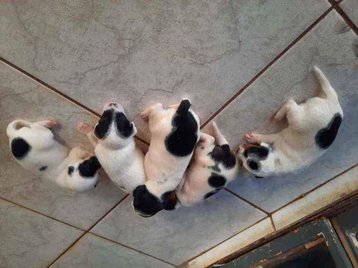 Cachorro ra a desconhecido  idade 2 a 6 meses nome não tem filhotes 