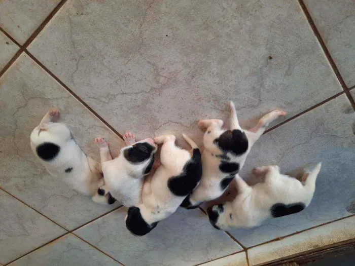 Cachorro ra a desconhecido  idade 2 a 6 meses nome não tem filhotes 