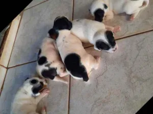 Cachorro raça desconhecido  idade 2 a 6 meses nome não tem filhotes 