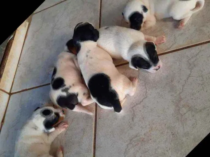 Cachorro ra a desconhecido  idade 2 a 6 meses nome não tem filhotes 