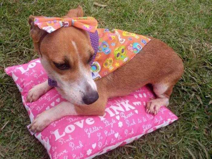 Cachorro raça Vira lata idade 1 ano nome Filó