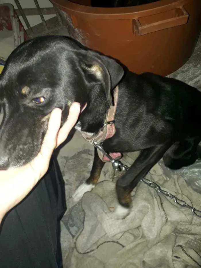 Cachorro ra a Vira-lata  idade 2 a 6 meses nome Filomena